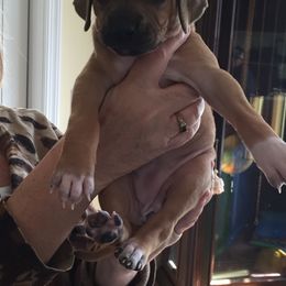 Rhodesian Ridgeback Puppies from Lyonnese Rhodesian Ridgebacks