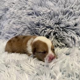 Ash - Red merle and white male American Corgi puppy in Ohio from Canal Corgis