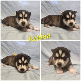Azalea - Black and white female Alaskan Klee Kai puppy in Byron Center, Michigan from Family Friendly Labradors & Klee Kai