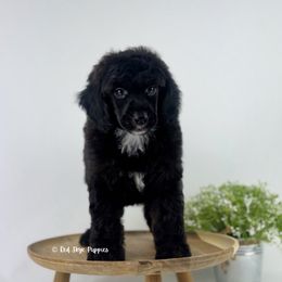 Oslo - Sable male Poodle puppy in Republic, Missouri from Red Skye Puppies
