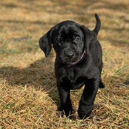 Boy 7 - male Labrador Retriever puppy in Winnemucca, Nevada from Oakley's Mountain View Kennel