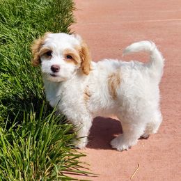 Cavapoo Puppies from California Doodles (central coast)