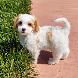 Cavapoo Puppies from California Doodles (central coast)