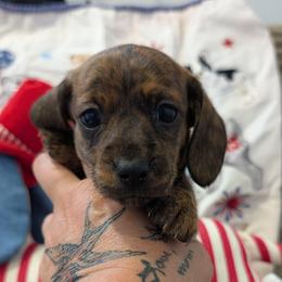 Tia - Brindle female Dachshund puppy in Barnard, Missouri from KB Doxies