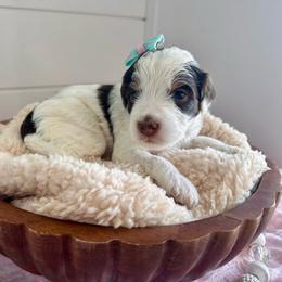 Iris (mint) - Brown and white female Bernedoodle puppy in West Haven, Utah from Harper Haven Cavapoos & Doodles