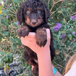 Patriot - Phantom male Bernedoodle puppy in Caldwell, Idaho from Treasure Valley Poodles