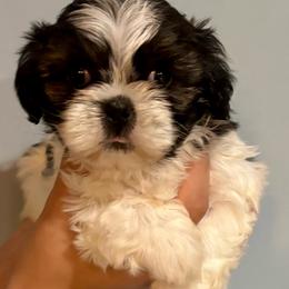 Bella - Tricolor female Shih Tzu puppy in Skipperville, Alabama from Nay Nay’s Babies