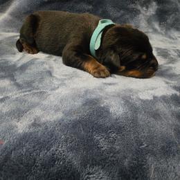 Light Blue - Black and rust male Beauceron puppy in Batavia, New York from Oakland Beaucerons