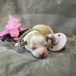 Luna - Cream female Chihuahua puppy in Seneca, Missouri from Stephanie’s Puppy Colony