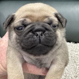 Beanie's Boy - Yellow Collar - Fawn male Pug puppy in Troutman, North Carolina from Ohana Pugs