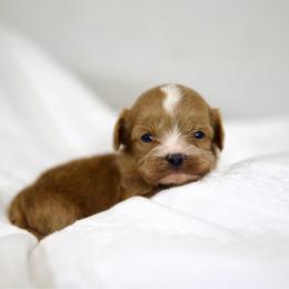 Peter Pan - Red male Cavapoo puppy in Queen Creek, Arizona from Dulcito Doodles