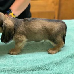 Dachshund Puppies from Upper Rock Creek Dachshunds