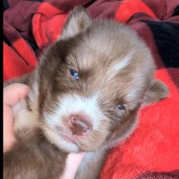 Rucker - Red and white male Siberian Husky puppy in Richland, Mississippi from Feazell’s Siberian Huskies