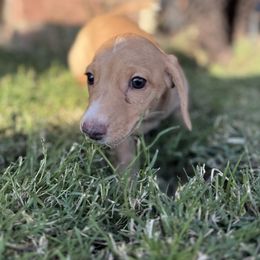 Bruno - Cream male Dachshund puppy in Queen Creek, Arizona from Wrangling Dachshunds