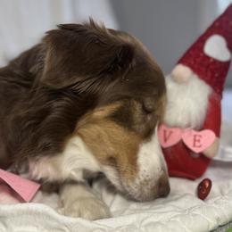 Penny - Australian Shepherd