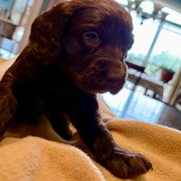Girl 3 - Brown female Boykin Spaniel puppy in Dublin, Georgia from T3 Kennel