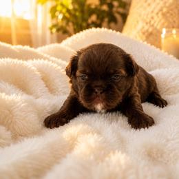 Chocolate Shih Tzu -Mercury - Chocolate male Shih Tzu puppy in Ada, Oklahoma from Rollins Farms Shih Tzus