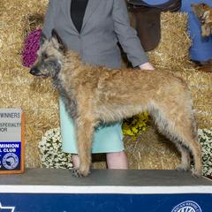 Nyx - Belgian Laekenois