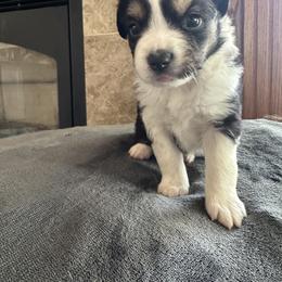 Dr. Pepper - Black tri male Miniature Australian Shepherd puppy in Iowa from Holly Turner