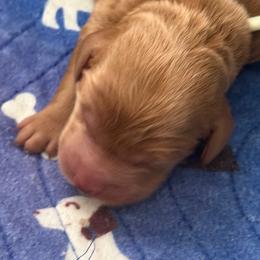 Orange collar Snoopy - Apricot male Goldendoodle puppy in Fontana, California from Grammy's Puppy Love doodles and poodles