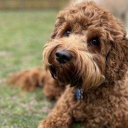 Willow - Australian Labradoodle