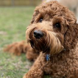 Willow - Australian Labradoodle