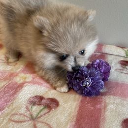 Lil Blue Mazy AKC - Blue merle female Pomeranian puppy in Parker, Colorado from Nikki’s lil Pomeranians