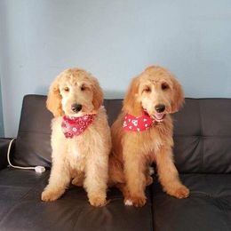 Goldendoodle, Poodle, and Sheepadoodle Puppies from Rising Star Kennels