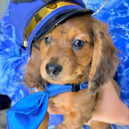 Mr. Green-2000 - Dapple male Dachshund puppy in Sparr, Florida from From the Heart Doxies