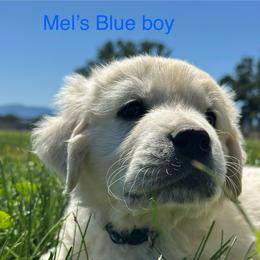 Boy 3 - Light golden male Golden Retriever puppy in Orland, California from Brownfield’s English Cream Golden Retrievers