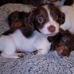 Dachshund and Great Dane Puppies from AZ's Prestigious Minature Dachshunds