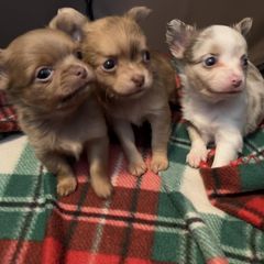 Bracco Italianos and Chihuahuas from Snow Peak Kennel