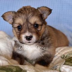 Cookie - Sable male Pembroke Welsh Corgi puppy in Berne, New York from At Ease Acres