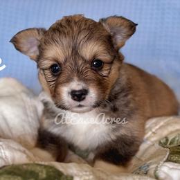 Cookie - Sable male Pembroke Welsh Corgi puppy in Berne, New York from At Ease Acres