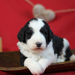 Bernedoodle and Sheepadoodle Puppies from Cooper Creek Puppies