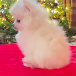 Pomeranian Puppies from Cream Puffs Pomeranians