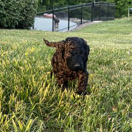 Bernedoodle Puppies from Krissy's Bernedoodles