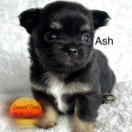 Chihuahua Puppies from Sunset Eves Chihuahuas