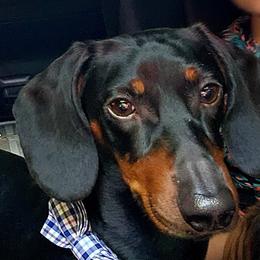 Noodles - Dachshund