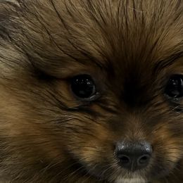 Pomeranians from Pom Fam