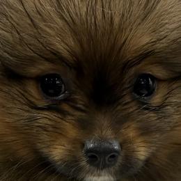Pomeranians from Pom Fam