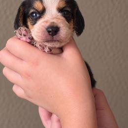 Dorthy - Blue tan and white female Beagle puppy in Lake City, Florida from Sunkissed Beagles