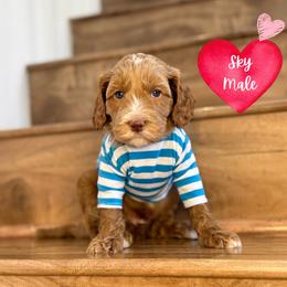 Sky - Caramel male Australian Labradoodle puppy in Citrus Heights, California from Elite Blend Labradoodles
