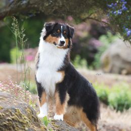 Sprinkle - Australian Shepherd
