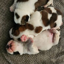 Saint Bernard Puppies from Amber's Saint Bernards