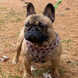 French Bulldogs from FrenchieDad2023