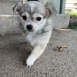 Chihuahua Puppies from Tiny Nation Chihuahuas