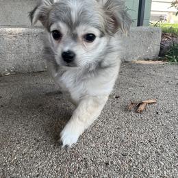 Chihuahua Puppies from Tiny Nation Chihuahuas