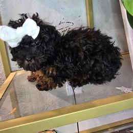Khloe - Black and tan female Cavapoo puppy in Truckee, California from Heavenly Goldendoodles