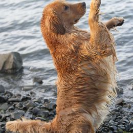 Golden Retrievers from Rush Hill Golden Retrievers